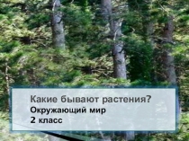 Презентация по окружающему миру  РАСТЕНИЯ
