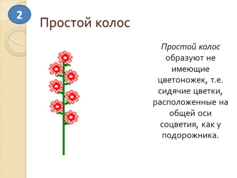 Простой колос схема соцветия