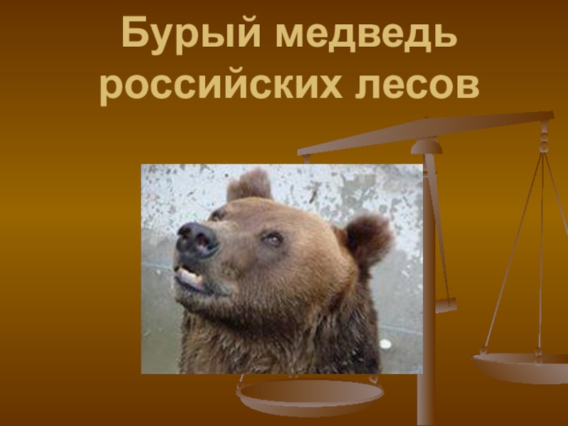 Презентация Бурый медведь российских лесов
