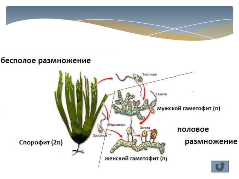 Чем представлен гаметофит у водорослей. Цикл размножения бурых водорослей. Бесполое размножение бурых водорослей. Размножение бурых водорослей схема. Бурая водоросль ламинария цикл развития.