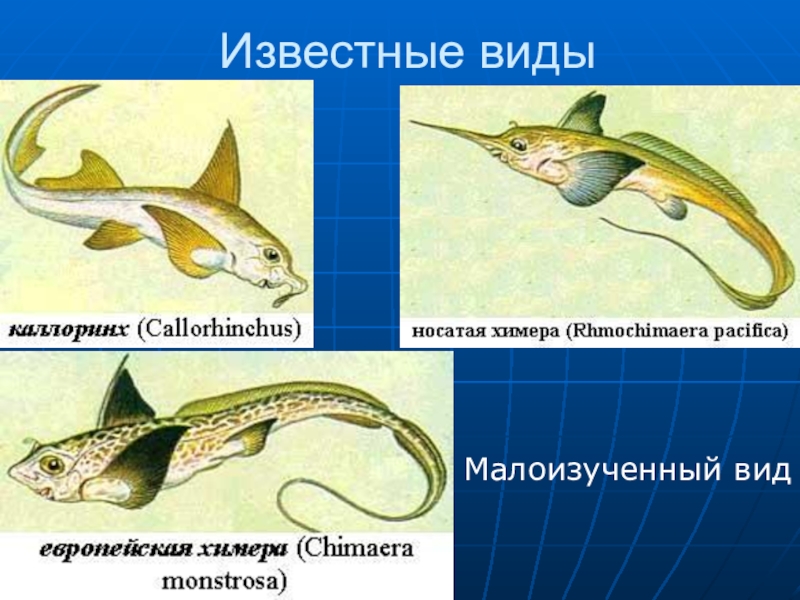 Доклад химера. Представители химерообразных рыб. Химеры хрящевые рыбы. Химерообразные хрящевые рыбы. Отряд Химерообразные представители.