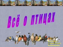 Все о птицах