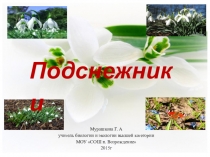 Презентация по экологии День подснежника