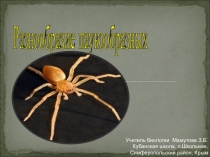 Презентация по биологии на тему Разнообразие паукообразных