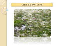 Презентация по дисциплине Ботаника с основами физиологии растений Степные растения