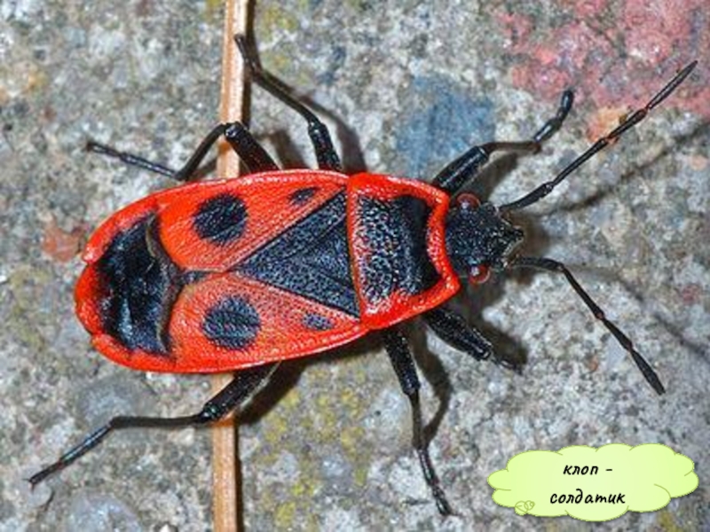 Презентация Кто такие насекомые клоп - солдатик клоп - солдатик