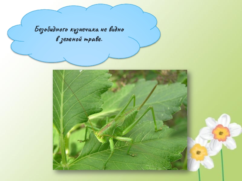 Презентация Кто такие насекомые Безобидного кузнечика не видно в зеленой траве. Безобидного кузнечика не видно в зеленой траве.