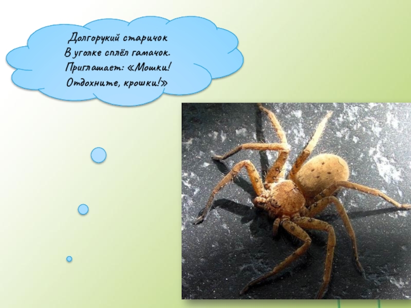 Презентация Кто такие насекомые Долгорукий старичокВ уголке сплёл гамачок.Приглашает: «Мошки!Отдохните, крошки!» Долгорукий старичокВ уголке сплёл гамачок.Приглашает: «Мошки!Отдохните, крошки!»