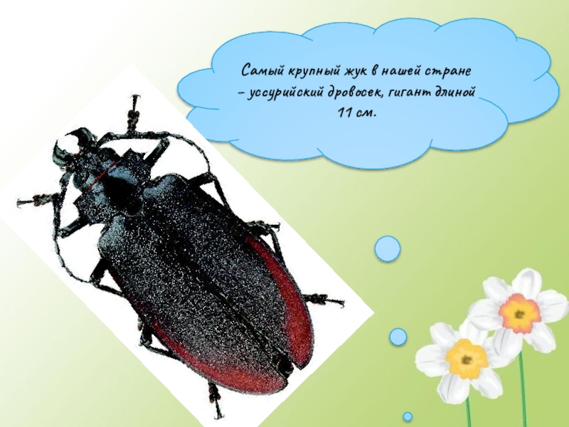 Презентация Кто такие насекомые Самый крупный жук в нашей стране – уссурийский дровосек, гигант длиной 11 см. Самый крупный жук в нашей стране – уссурийский дровосек, гигант длиной 11 см.