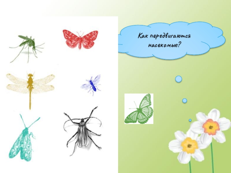 Презентация Кто такие насекомые Как передвигаются насекомые? Как передвигаются насекомые?