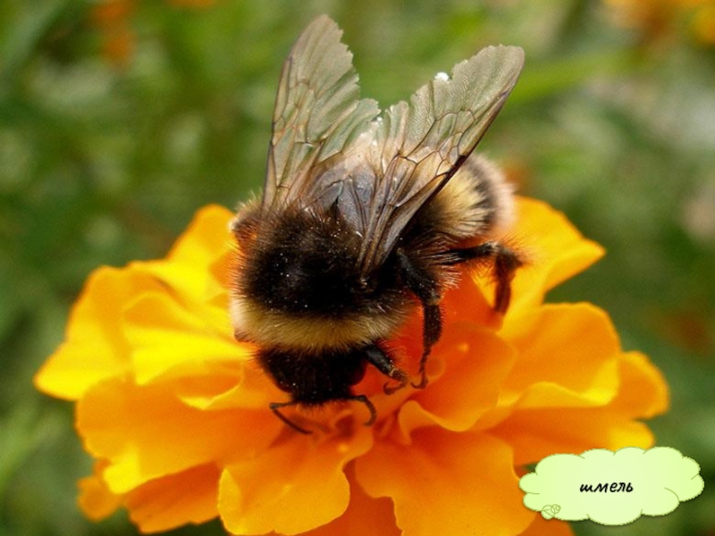 Презентация Кто такие насекомые шмель шмель