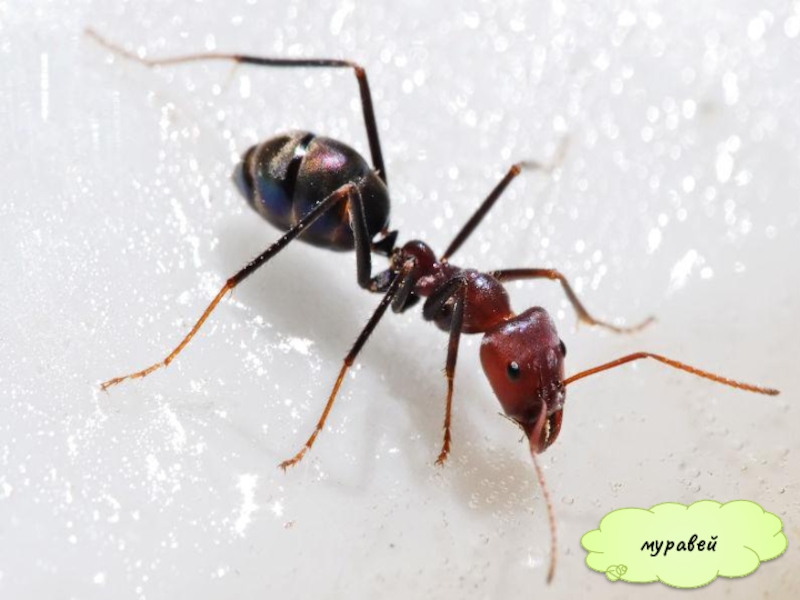 Презентация Кто такие насекомые муравей муравей