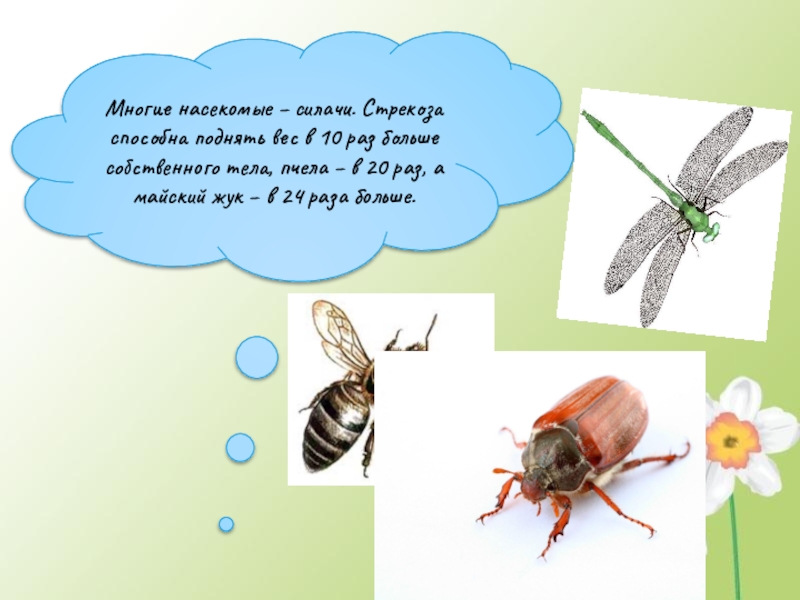 Презентация Кто такие насекомые Многие насекомые – силачи. Стрекоза способна поднять вес в 10 раз Многие насекомые – силачи. Стрекоза способна поднять вес в 10 раз больше собственного тела, пчела – в