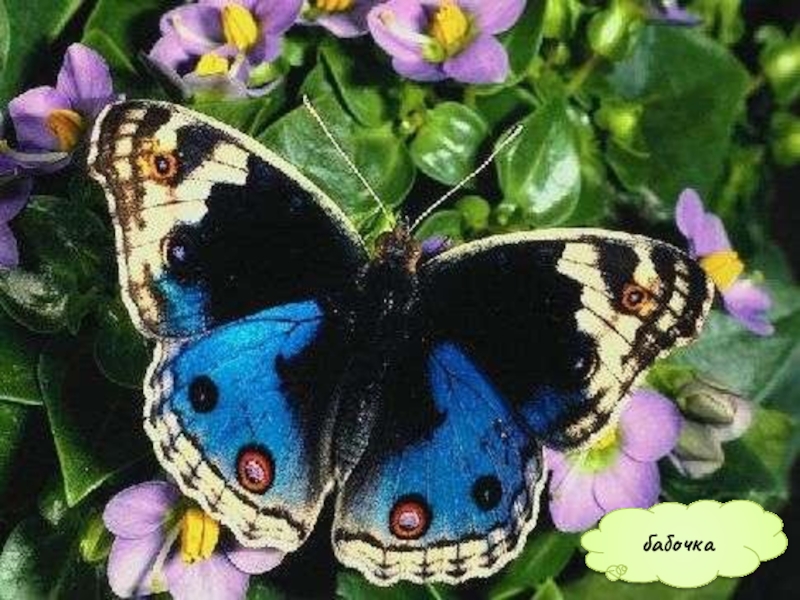 Презентация Кто такие насекомые бабочка бабочка