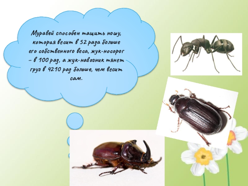 Презентация Кто такие насекомые Муравей способен тащить ношу, которая весит в 52 раза больше его Муравей способен тащить ношу, которая весит в 52 раза больше его собственного веса, жук-носорог – в 100