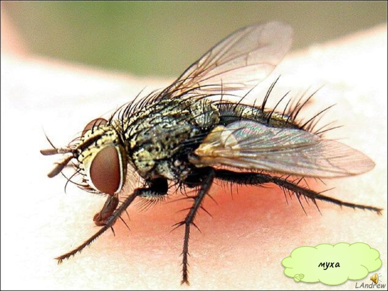 Презентация Кто такие насекомые муха муха