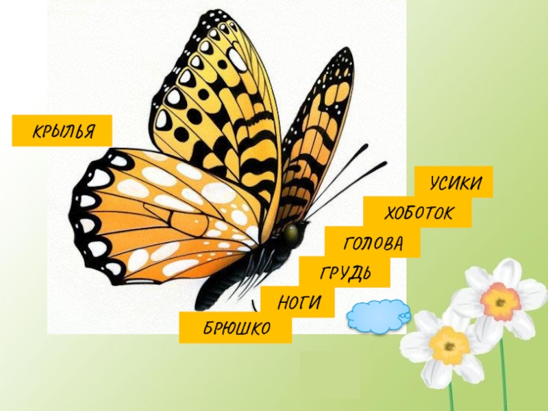 Презентация Кто такие насекомые НОГИГРУДЬХОБОТОКГОЛОВАУСИКИБРЮШКОКРЫЛЬЯ НОГИГРУДЬХОБОТОКГОЛОВАУСИКИБРЮШКОКРЫЛЬЯ