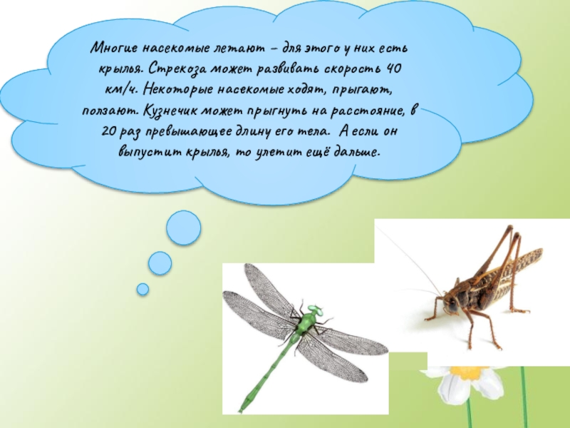Презентация Кто такие насекомые Многие насекомые летают – для этого у них есть крылья. Стрекоза Многие насекомые летают – для этого у них есть крылья. Стрекоза может развивать скорость 40 км/ч. Некоторые