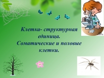 Презентация Соматические и половые клетки 8 класс