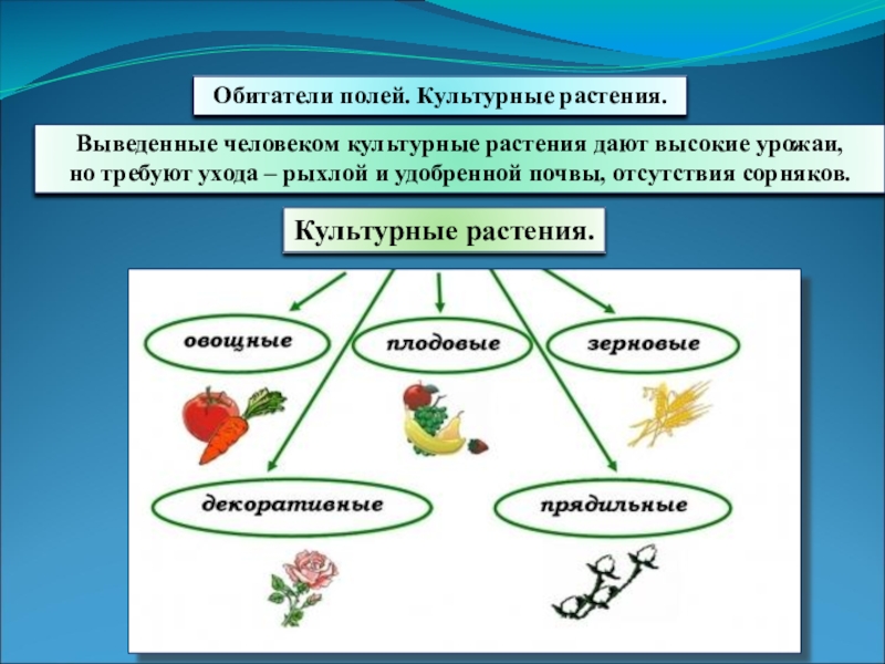 Природное сообщество поле презентация