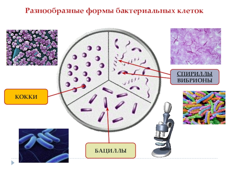 Бацилы. Бациллы, спириллы, вибрионы, кокки.. Бактерии кокки бациллы вибрионы. Кокки спириллы бациллы. Палочковидные бактерии кокки.