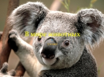В мире животных