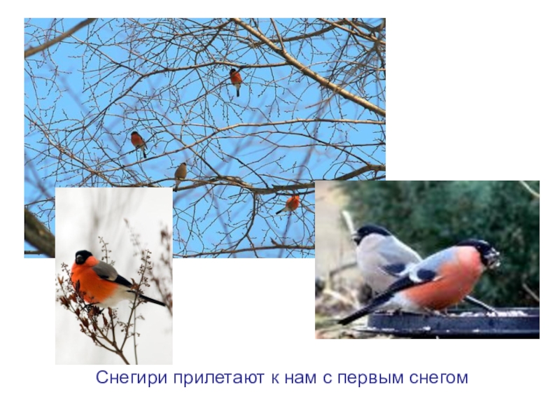 Презентация к уроку технологии. Учимся делать игрушки из помпонов .Снегири Снегири прилетают к нам с первым снегом Снегири прилетают к нам с первым снегом