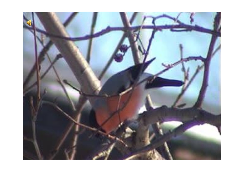 Презентация к уроку технологии. Учимся делать игрушки из помпонов .Снегири