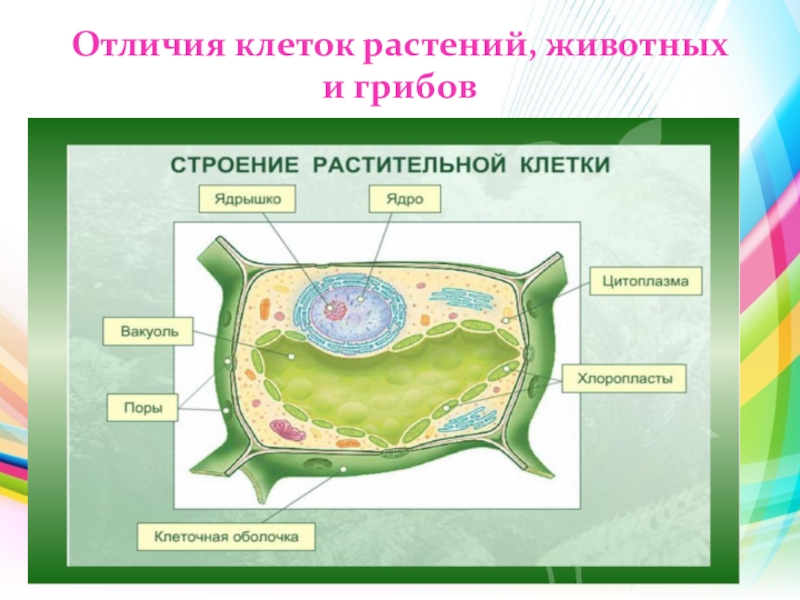 Пример растительной клетки