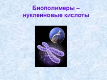 Презентация по биологии на тему Нукл. кислоты