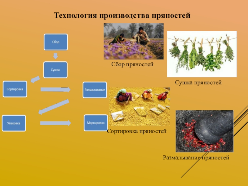 Допишите схему классификации пряностей листовые цветочные коровые корневые