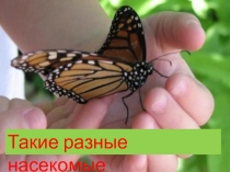 Презентация Такие разные насекомые