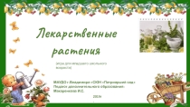 Презентация Игра Лекарственные растения для младших школьников