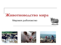 Животноводство мира 10 класс