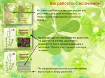 Презентация к урокам географии и биологии Виртуальный гербарий
