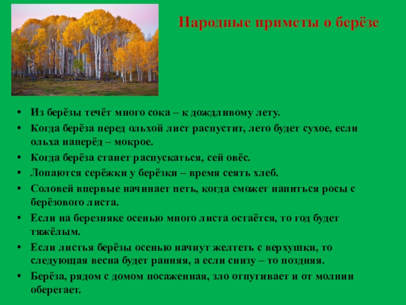 Примета земля. Народные приметы о Березе. Народные приметы связанные с березой. Приметы о Березе для детей. Нарожные приметы бюеразф.