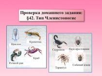 Презентация по биологии на тему Насекомые