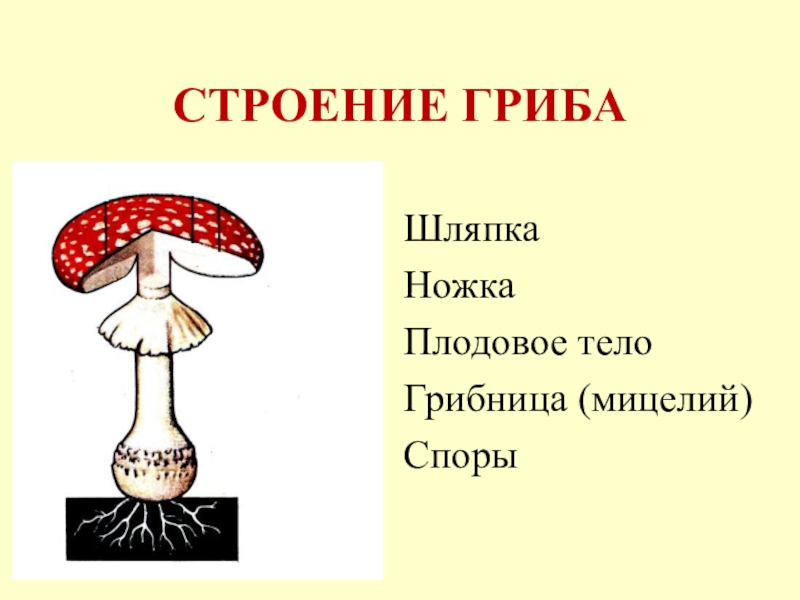 Презентация грибы 5. Строение шляпочного гриба мухомора. Строение грибов 5 класс биология. Функции шляпочного гриба 5 класс. Строение гриба по биологии.