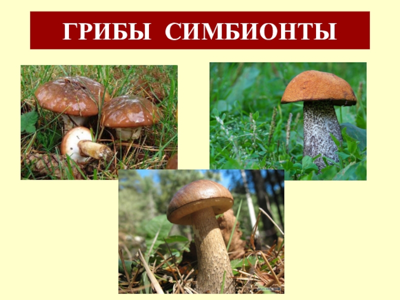 какие грибы симбионты. грибы полезные симбионты названия. симбионты грибы это 5 класс. микориза на корнях. грибы симбионты названия.