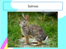 Презентация по ознакомлению с окружающим миром на тему Заинька - зайка