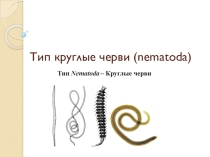 Презентация по биологии на тему Круглые черви (8 класс)