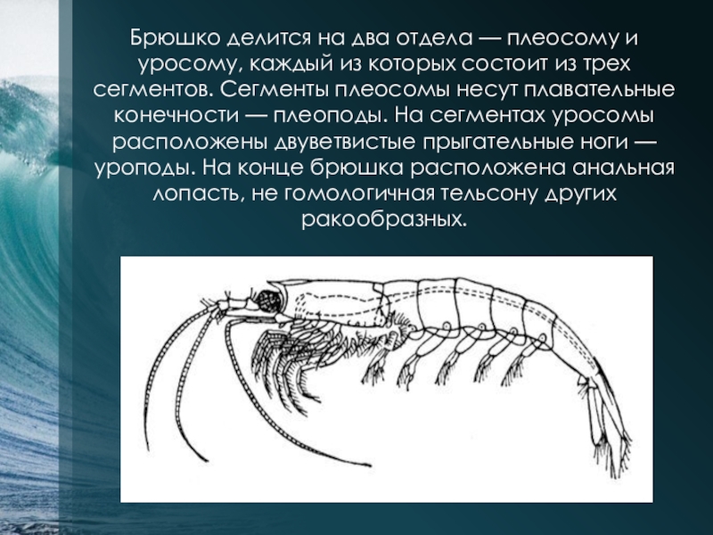 Двуветвистая конечность ракообразных схема