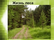 Презентация по окружающему миру Жизнь леса