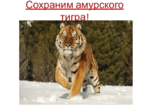 Проект на тему Сохраним амурского тигра