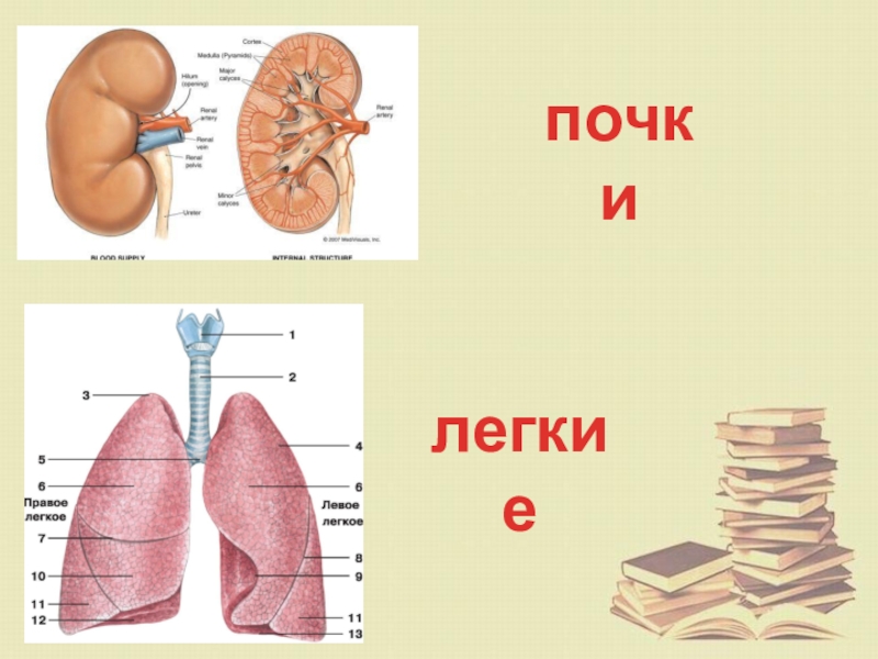 Как устроен наш организм 6 класс 8 вид презентация