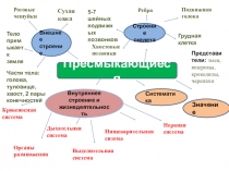 Презентация Особенности внутреннего строения пресмыкающихся 7кл