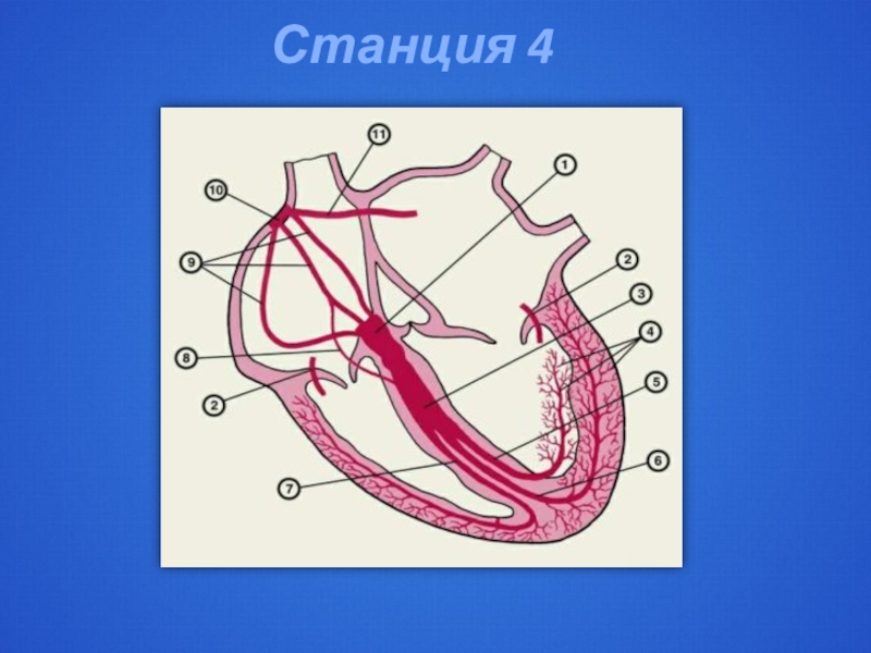 Строение и работа сердца 8 класс