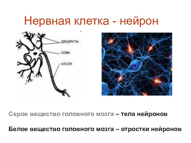 Слои клеток головного мозга. Нейроны мозга строение. Нейрон клетка головного мозга. Строение нейрона серое и белое вещество. Нейронные клетки головного мозга.