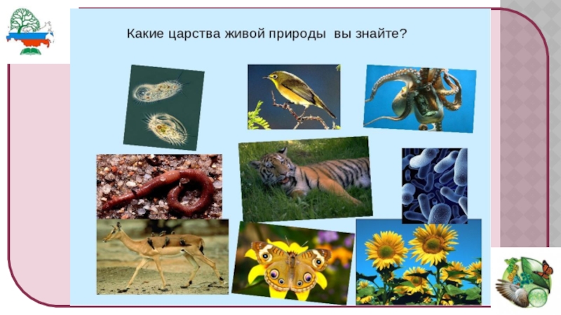 Биология 5 класс самое главное. Презентация по биологии. Живые организмы. Царства живой природы. Царство природы организмы.