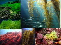 Презентация по биологии 6 класс Многообразие водорослей